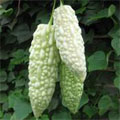 Bitter gourd